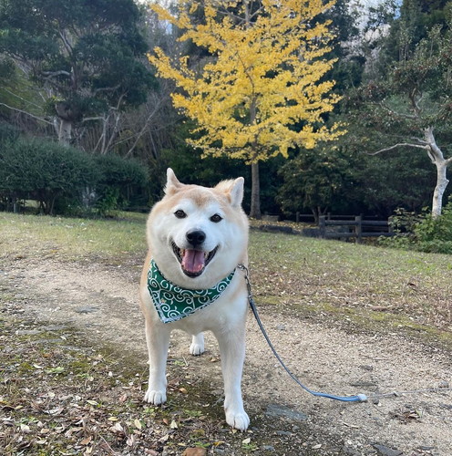 イチョウをバックに柴犬