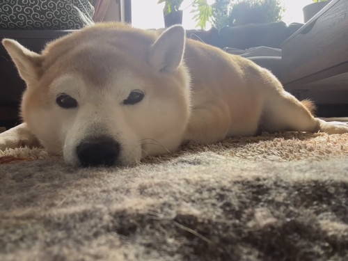 伏せてリラックスしている柴犬