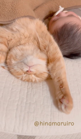 片手あげてる猫