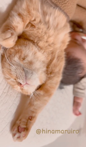 片手あげてる猫斜め横から