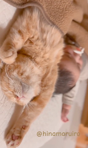 片手あげてる猫赤ちゃん斜め横から