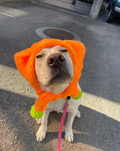 かぶりものえまちゃん