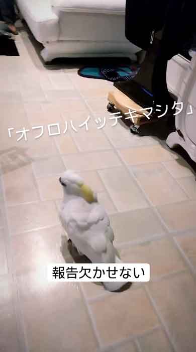 お父さんにお風呂の報告をするルリメタイハクオウム