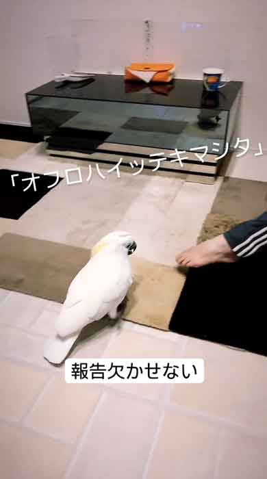 お父さんにお風呂の報告をするルリメタイハクオウム