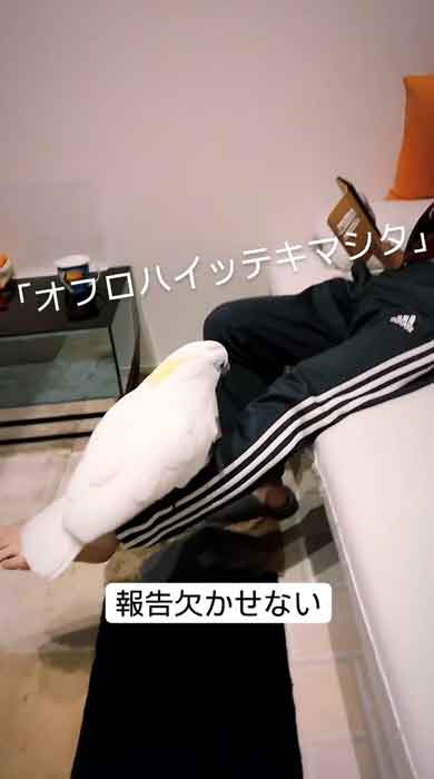 お父さんにお風呂の報告をするルリメタイハクオウム