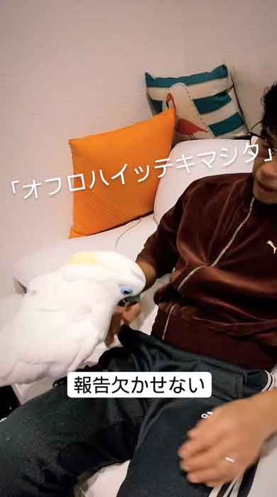 お父さんにお風呂の報告をするルリメタイハクオウム