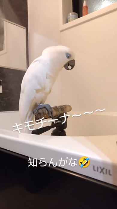 お父さんにお風呂の報告をするルリメタイハクオウム