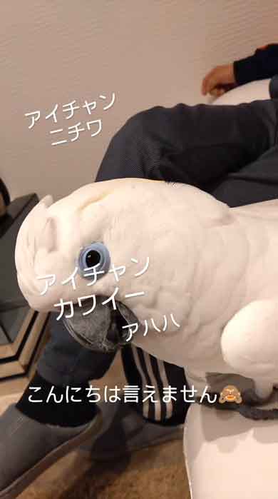 お父さんにお風呂の報告をするルリメタイハクオウム