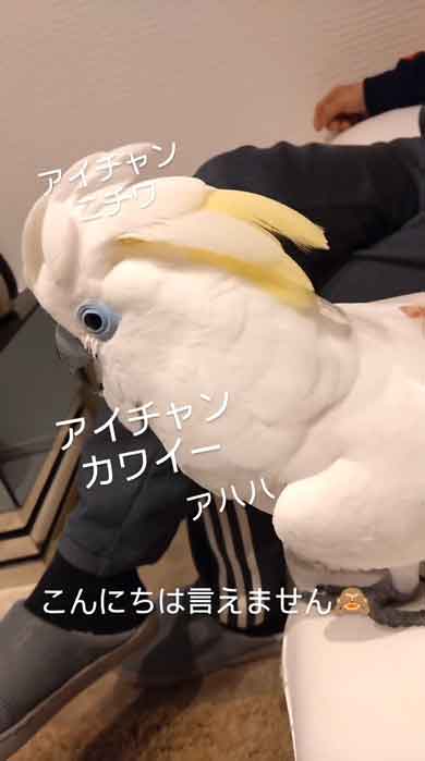 お父さんにお風呂の報告をするルリメタイハクオウム