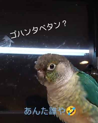 お父さんにお風呂の報告をするルリメタイハクオウム