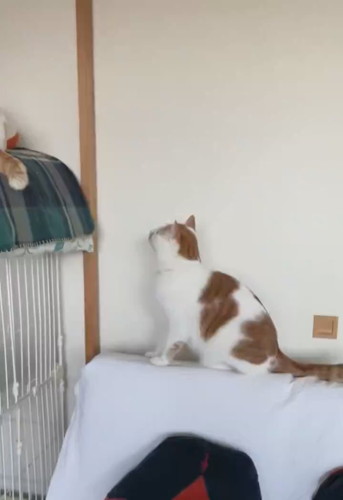 探し物をしている猫