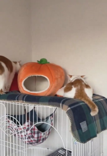 みかんベッドの横をチェックする猫