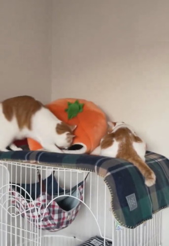 みかんベッド内をチェックする猫