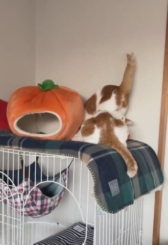 同居猫の上に乗り上がる猫