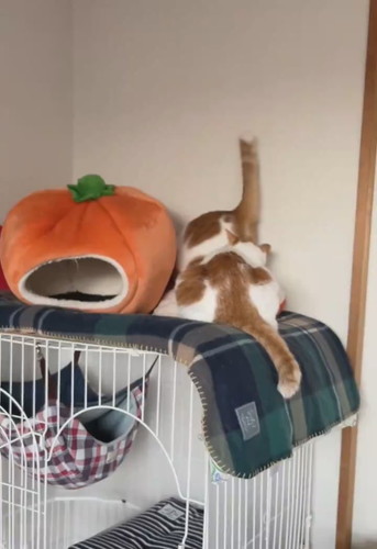 みかんベッドの後ろを見る猫