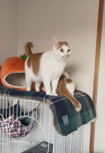 ぼうぜんと立つ猫