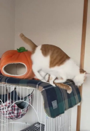 ケージを降りようとする猫