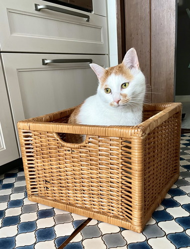 カゴに入っている猫