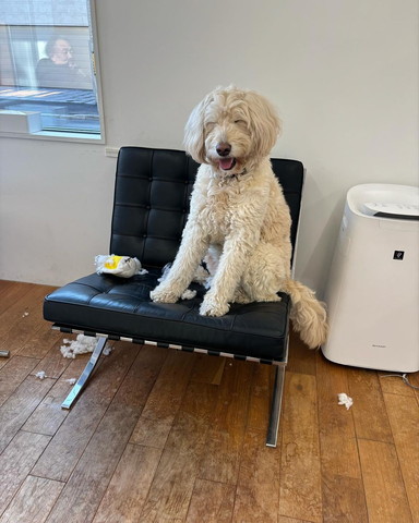 ソファで笑顔のワンコ