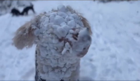 顏が雪だらけのワンコ斜め横顔