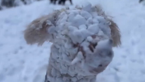 顏が雪だらけのワンコ少しアップ