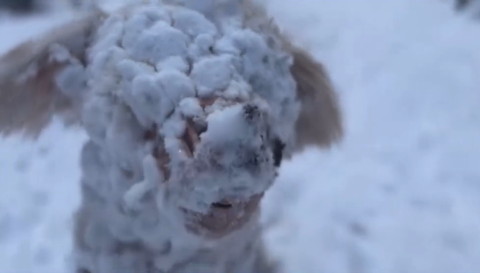 顏が雪だらけのワンコアップ