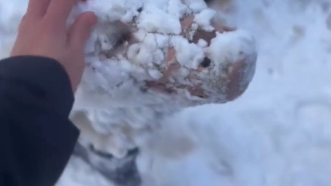 片目が見えるワンコ