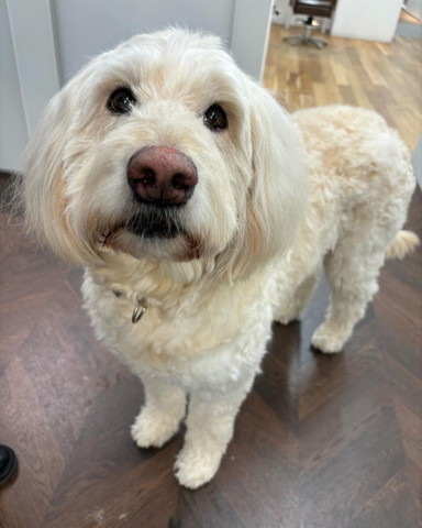 見上げてるワンコ