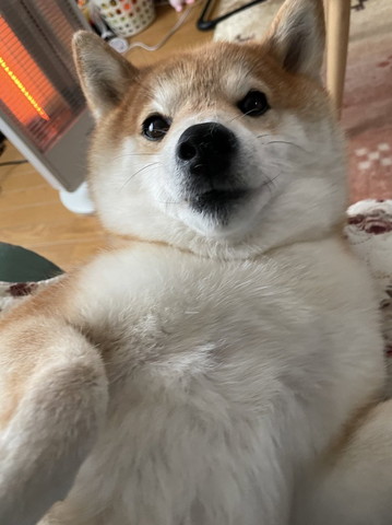 お腹見せるワンコアップ