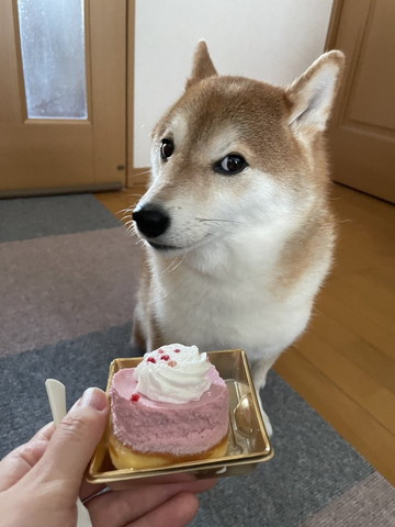 疑ってるような視線のワンコ