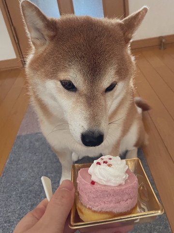 ケーキの匂いかぐワンコ