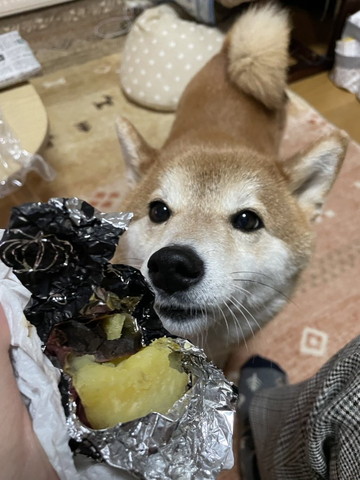 焼き芋とワンコ