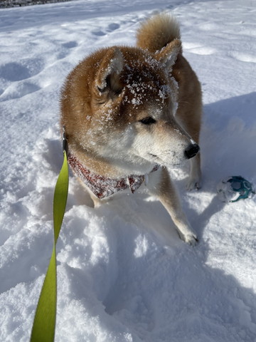 雪かぶったワンコ