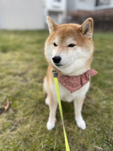 外でお座りワンコ