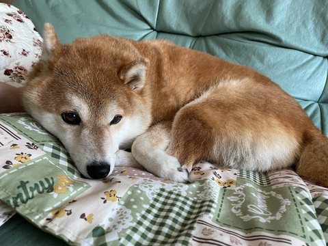 ソファにワンコ