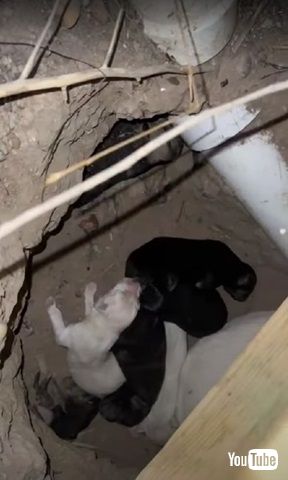 デッキの下の子犬たち