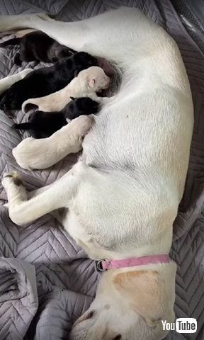 お乳にむらがる子犬たち