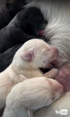 お乳を飲む子犬たち