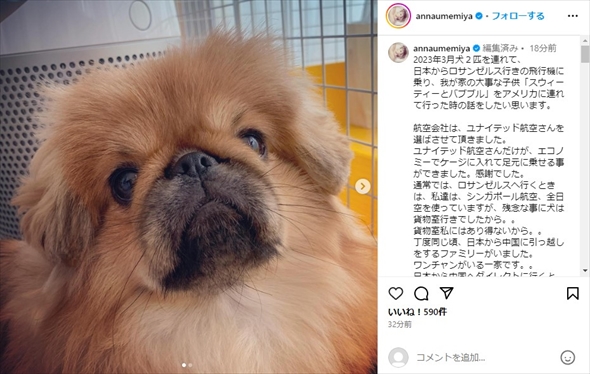 梅宮アンナの愛犬