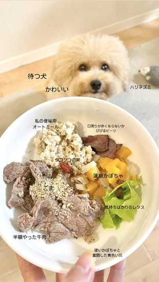 犬のごはん