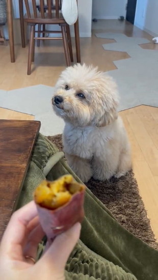 そっぽを向く犬