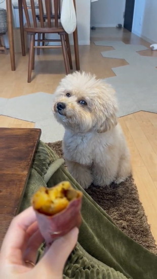 芋が気になる犬