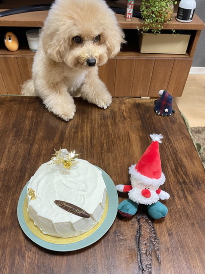 ケーキを食べたそうな犬