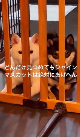 どんだけ見つめてもシャイン