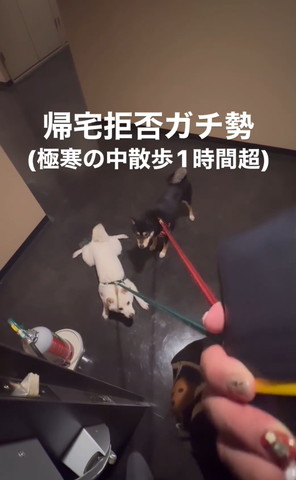 リード引っ張る飼い主見るワンたち