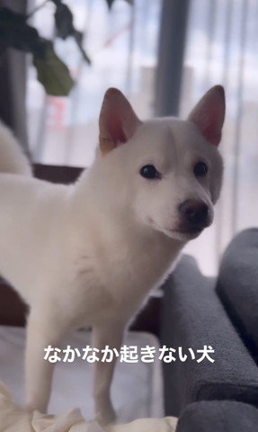 なかなか起きない犬