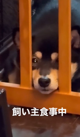 柵から顔出してるワンコ