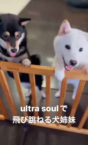 柵につかまり立ちワンコアップ