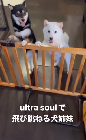 柵につかまり立ちワンコ