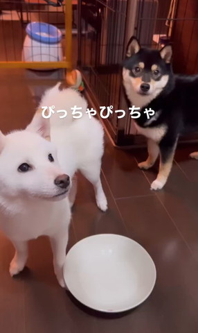 ぴっちゃぴっちゃ